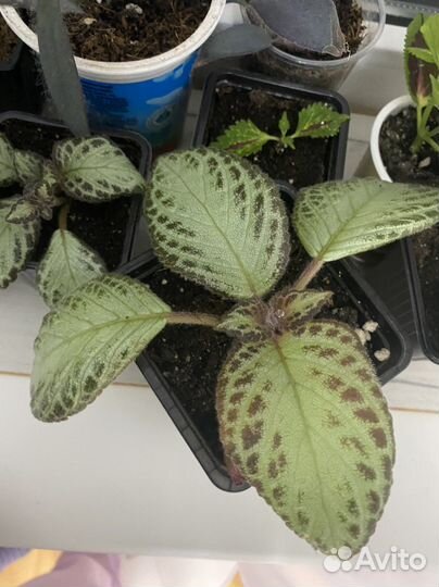 Комнатные растения