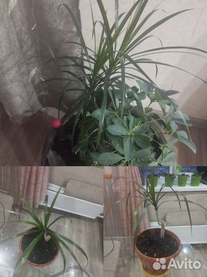 Пальма драцена
