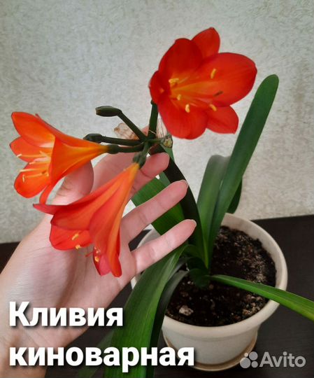 Комнатные цветы кливия