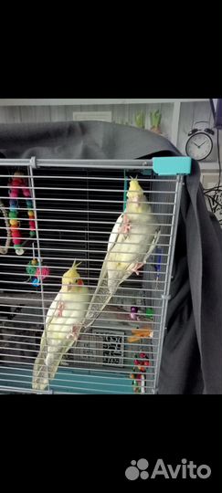 Попугай корелла