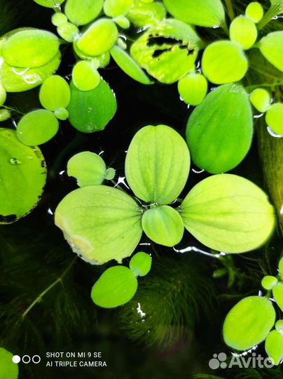 Роголистник, валиснерия и пистия для аквариума