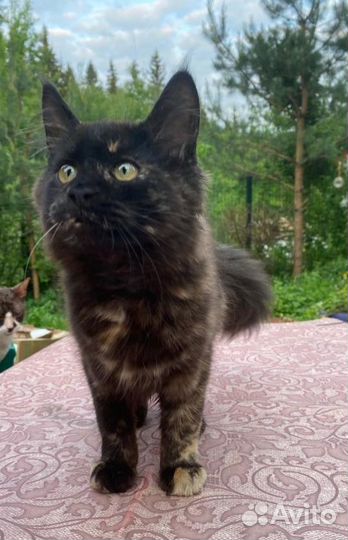 Мэйнкун котята