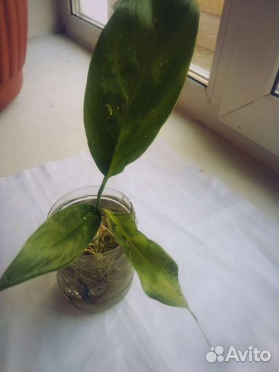 Спатифиллум