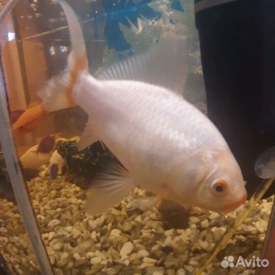 Золотая рыбка 