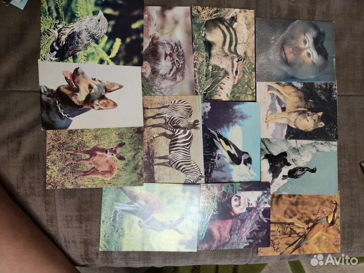 Открытки с животными