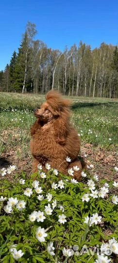 Миниатюрный-пудель вязка