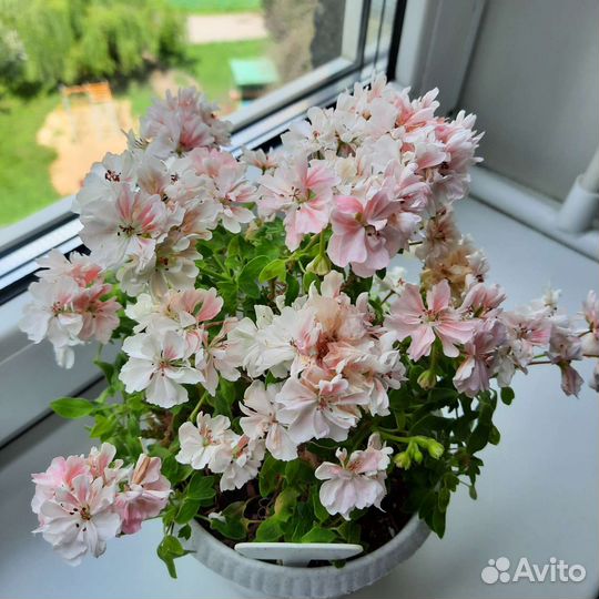 Пеларгония