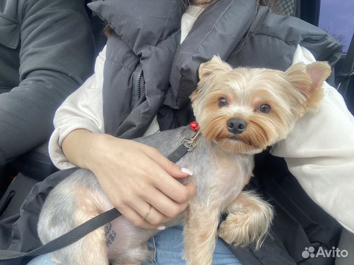 Йоркширский терьер вязка