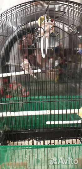 Певчие лесные птицы