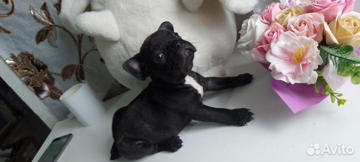 Щенки французского бульдога