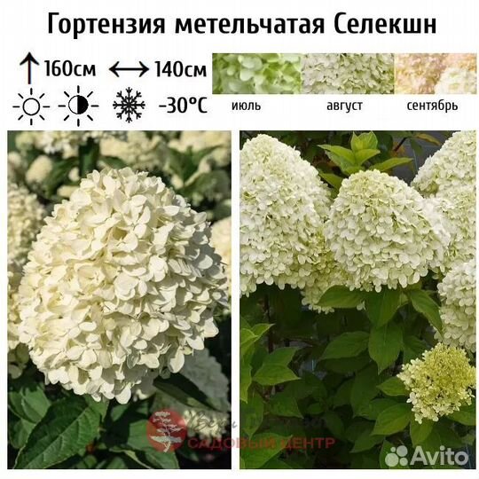 Гортензия селекшн