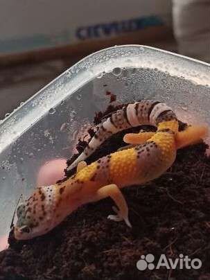 Геккон эублефар