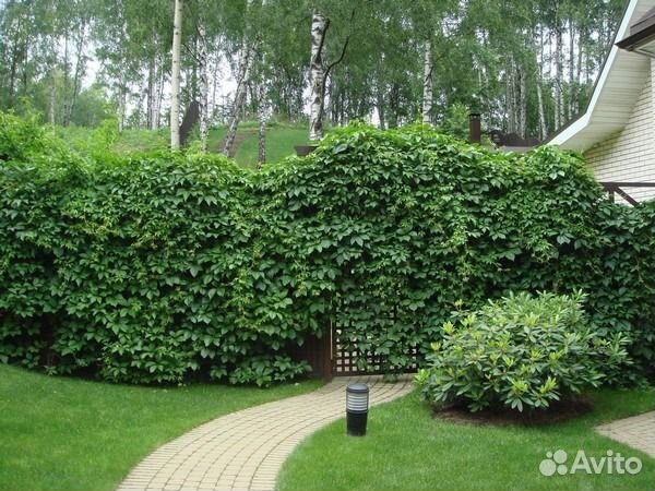 Черенки и Лианы Девичьего винограда