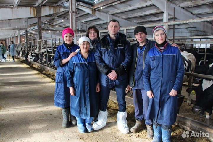 Оператор машинного доения на агрофирму