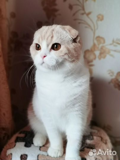 Шотланские коты