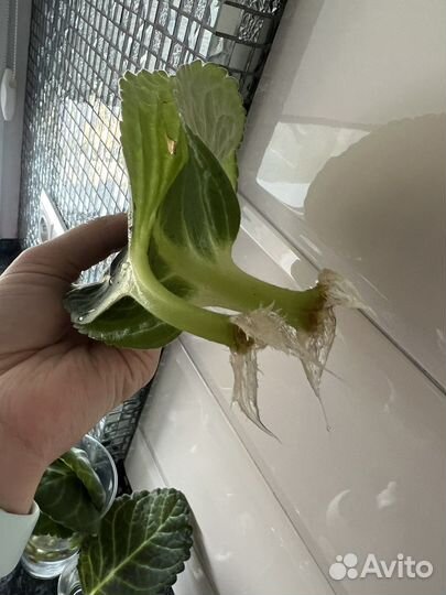 Укорененные листы махровой глоксинии