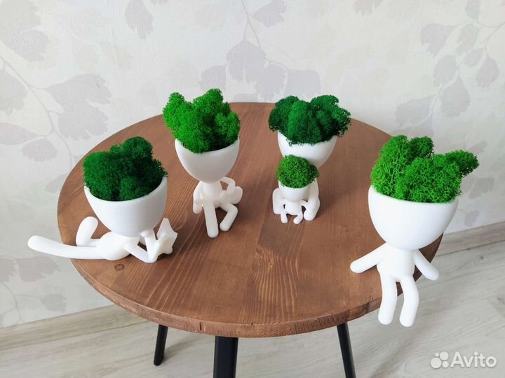 Мох в горшочках