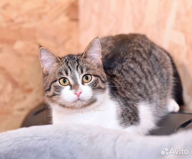 Потешный и весёлый котик ищет дом