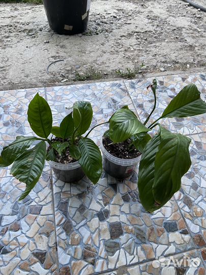 Спатифилум(женское счастье)