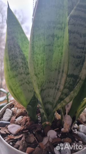 Сансевиерия футура суперба