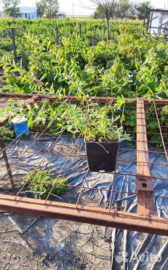 Спирея грефшейм