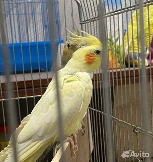 Попугай Коррела