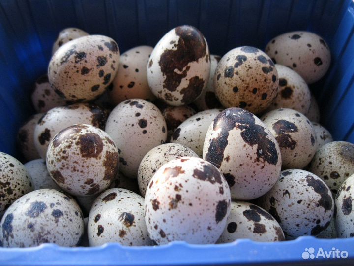 Яйцо перепелиное
