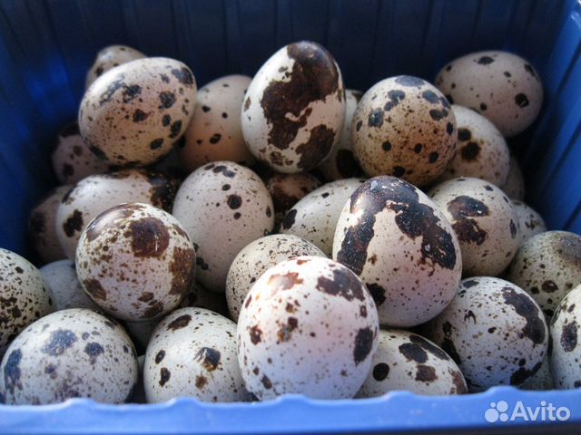 Яйцо перепелиное
