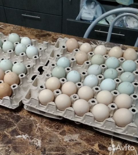 Инкубатор для яиц автоматический