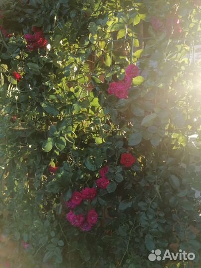 Роза плетистая