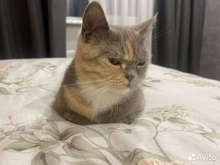 Кошка экзот