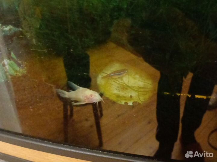 Аквариум 80-90 литров