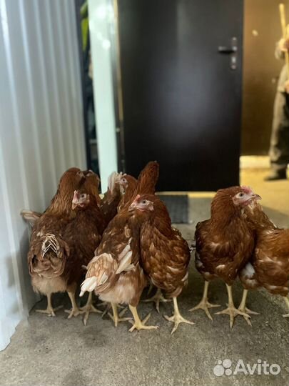 Курочки несушки мясояичные