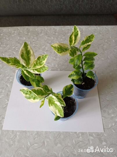 Комнатные цветы