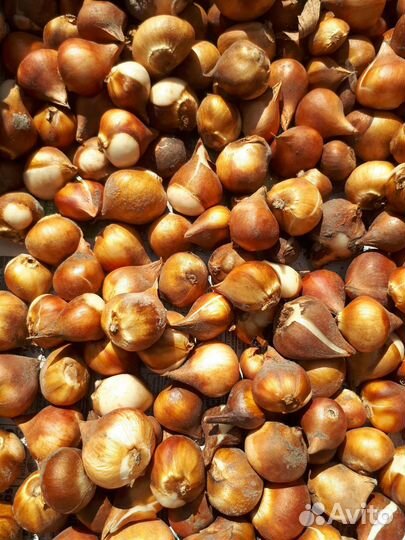 Луковицы тюльпанов