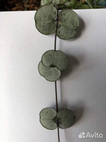 Сенецио перегринус крестовник церопегия