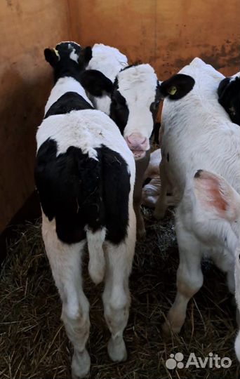 Телята мясной породы бычки