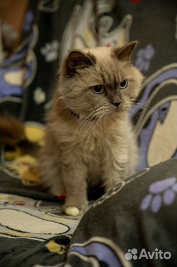 Невская маскарадная