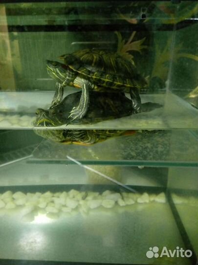 Красноухая черепаха без аквариума