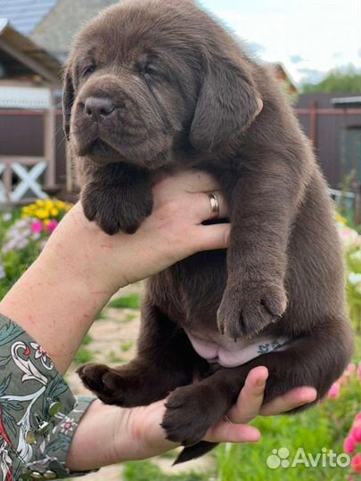 Щенки лабрадора из питомника