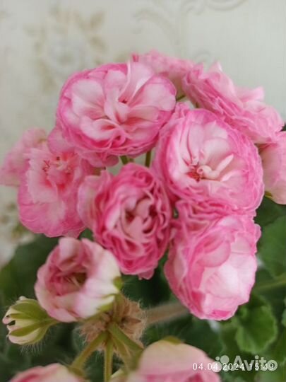 Пеларгония Kvarnlyckans Anna-Jeanette герань