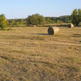 Сено в рулонах