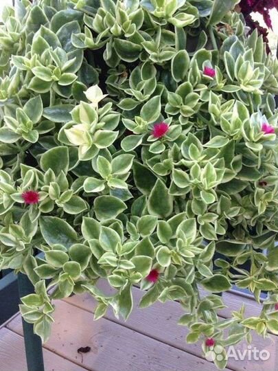 Аптения вариегатная