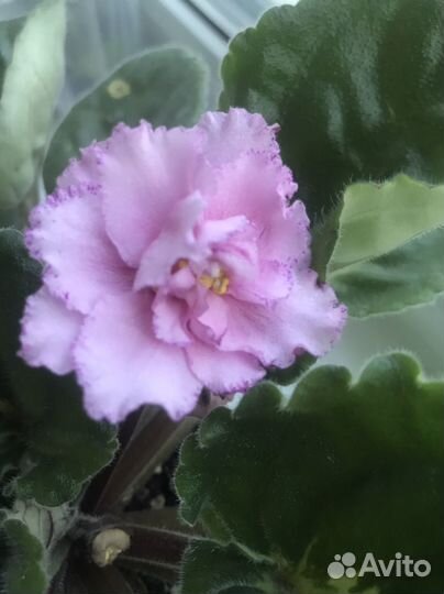 Сортовые фиалки