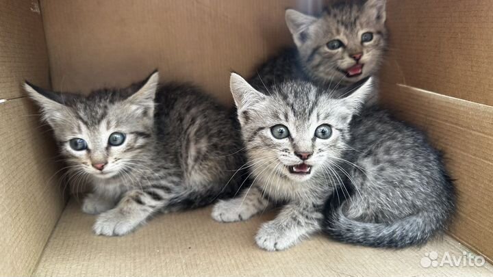 Мурочки ищут дом