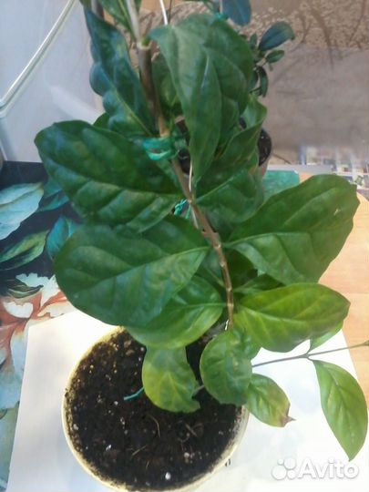 Псилантус бенгальский- ароматная экзотика