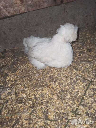 Цыплята суточные, подрощенные