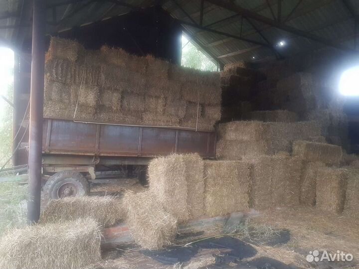 Солома пшеничная в тюках, сено, сенаж