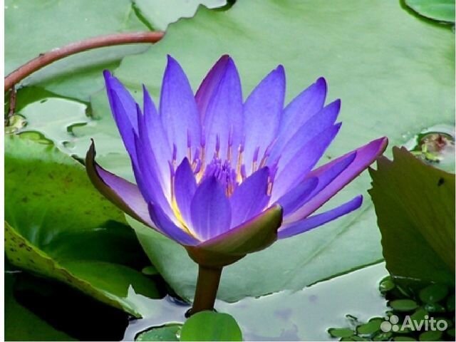 Растения для водоемов-редкие сорта кувшинок.лотосы