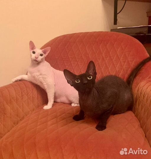 Отдам двух котиков на передержку